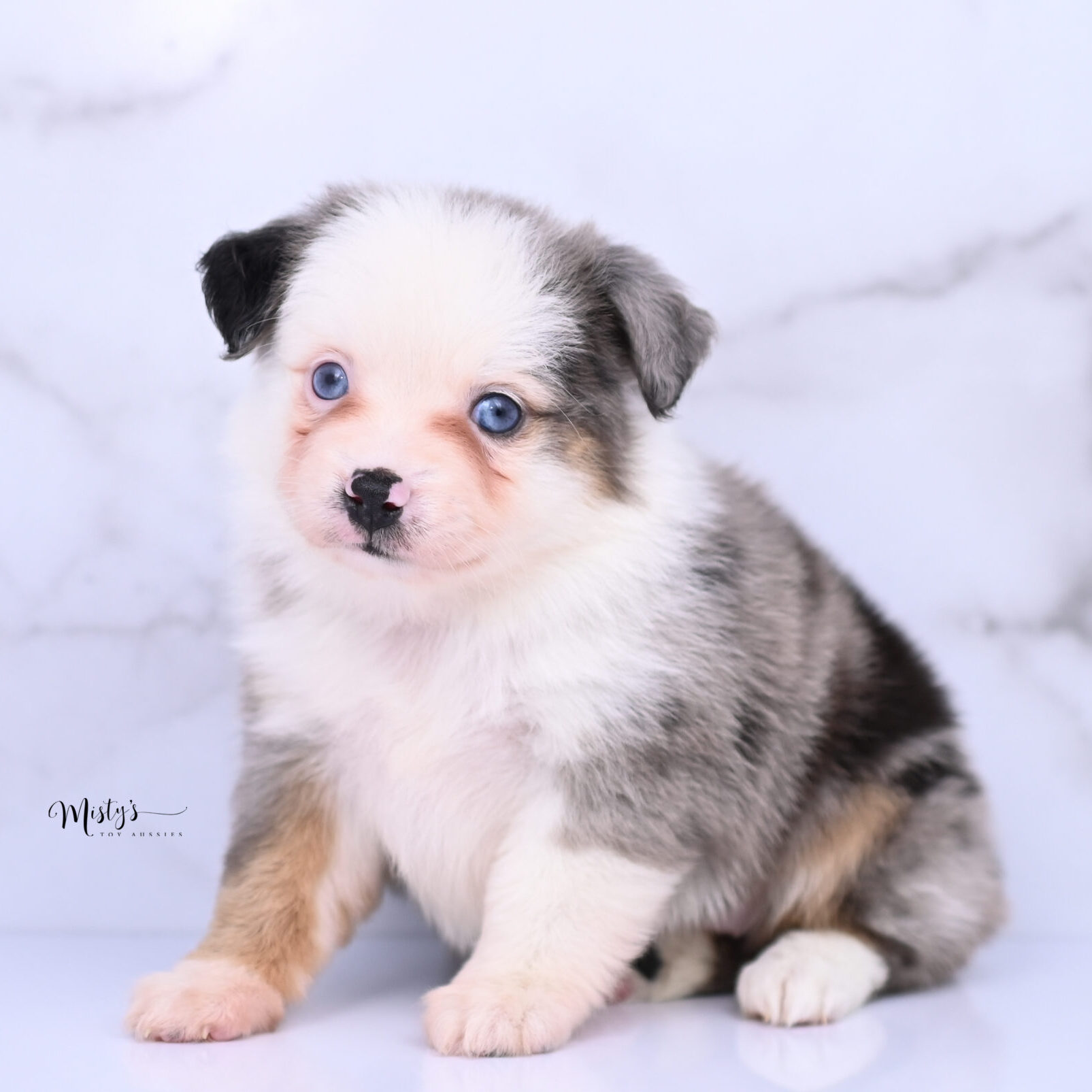 Toy Australian Shepherd Puppies Larue 6 Weeks98