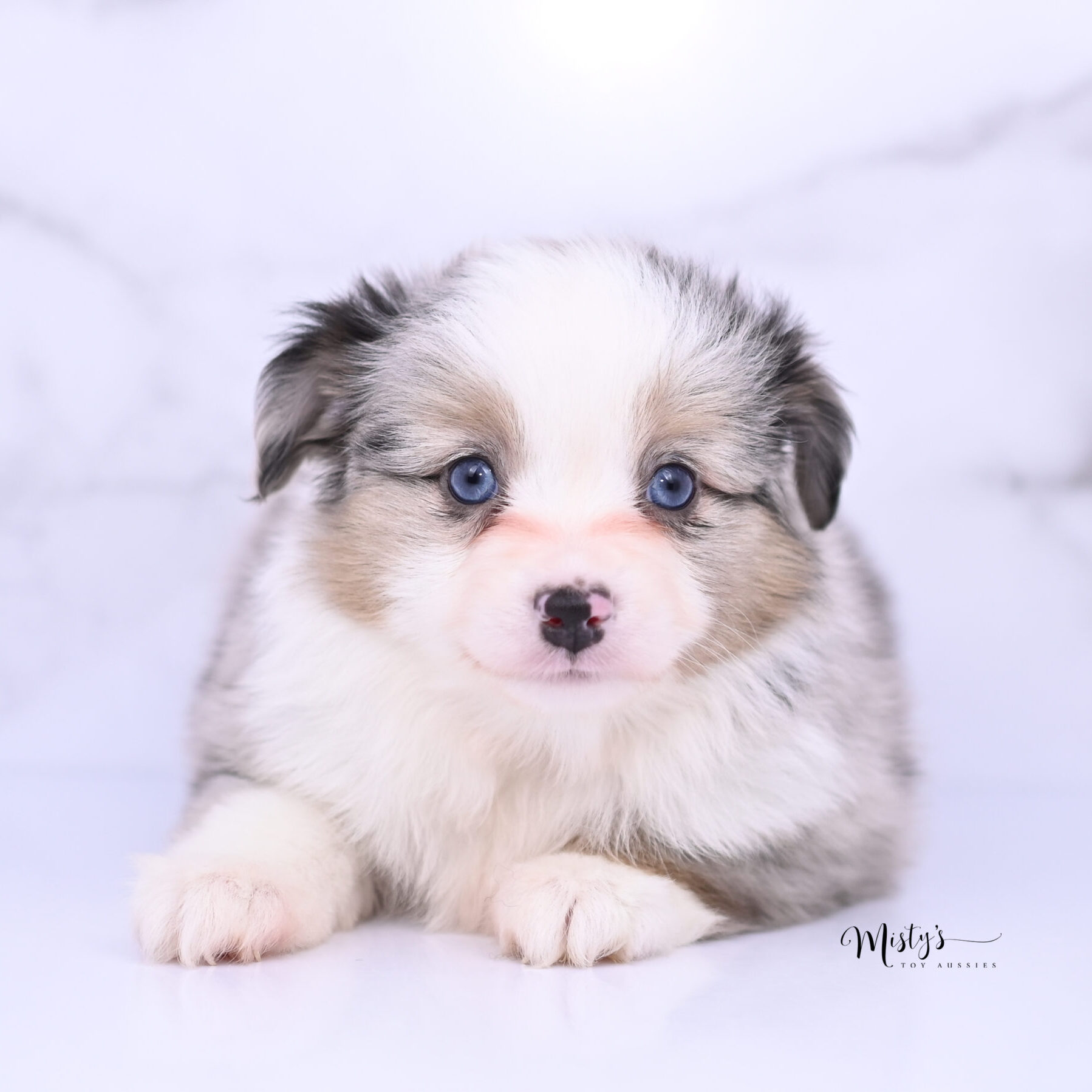 Toy Australian Shepherd Puppies Marzi 6 Weeks84