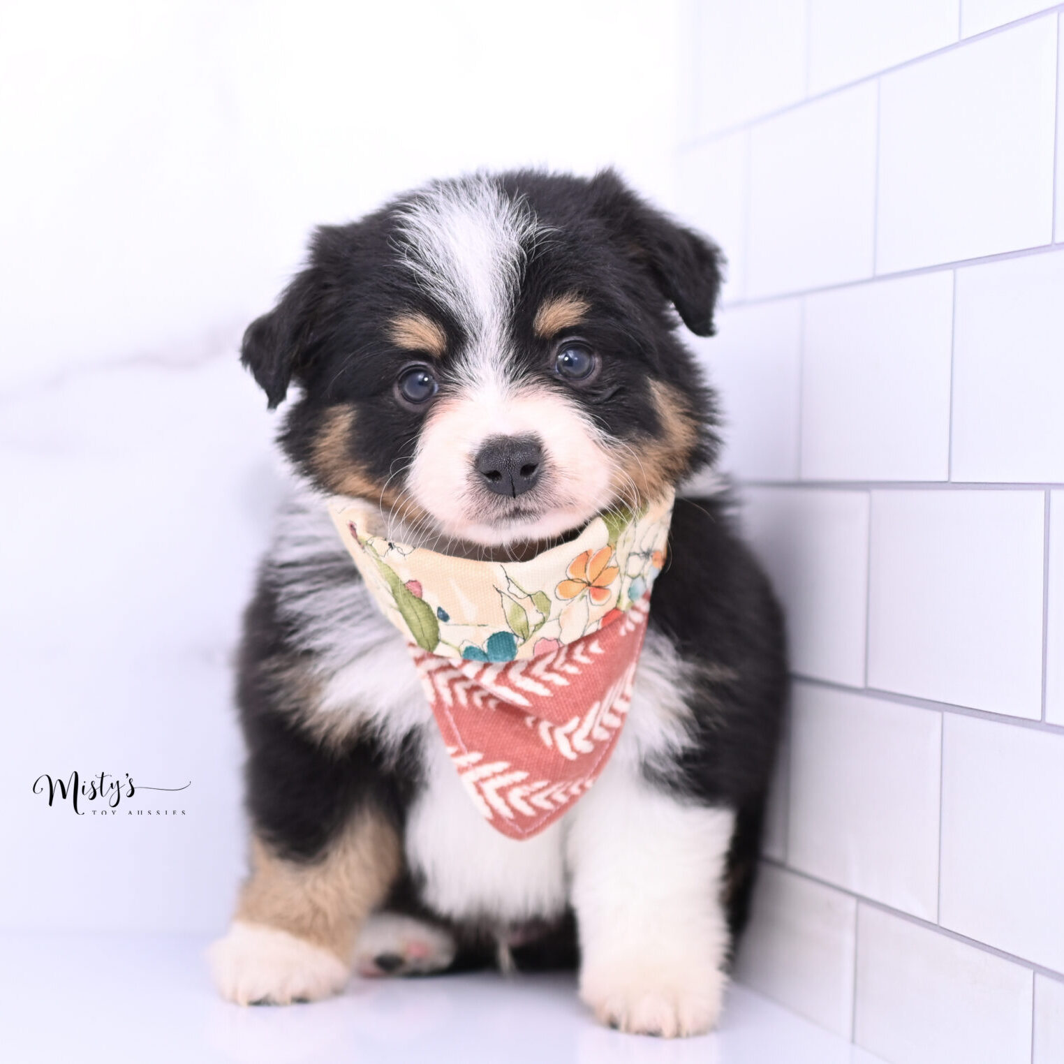 Toy Australian Shepherd Puppies Rufio 6 Weeks55