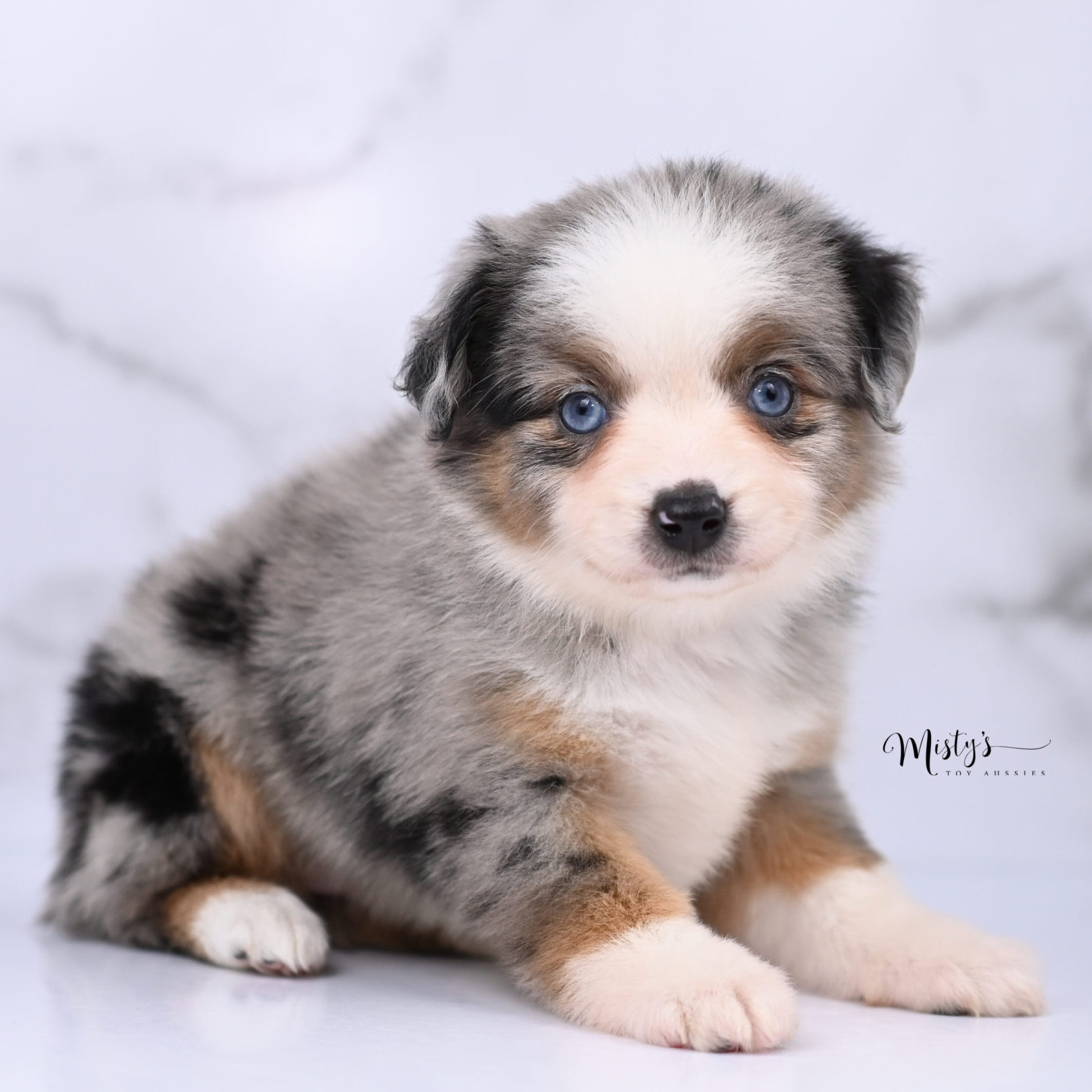 Toy Australian Shepherd Puppies Tilda 6 Weeks52
