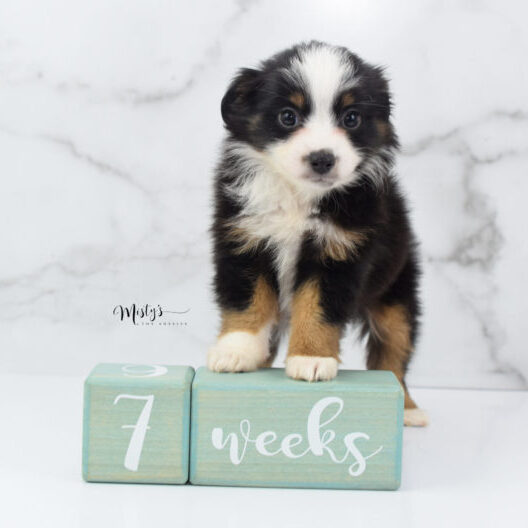 Mini / Toy Australian Shepherd Puppy Jimbo