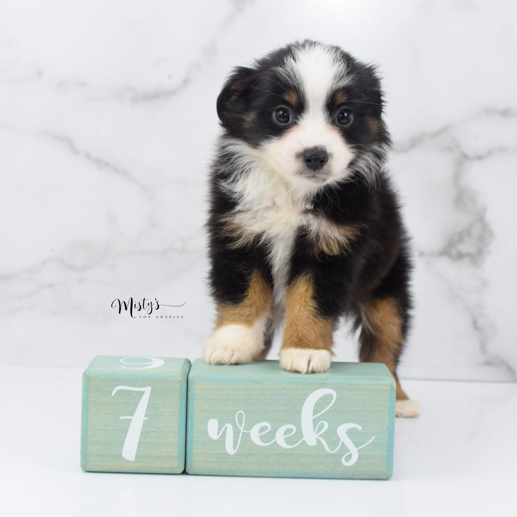 Mini / Toy Australian Shepherd Puppy Jimbo