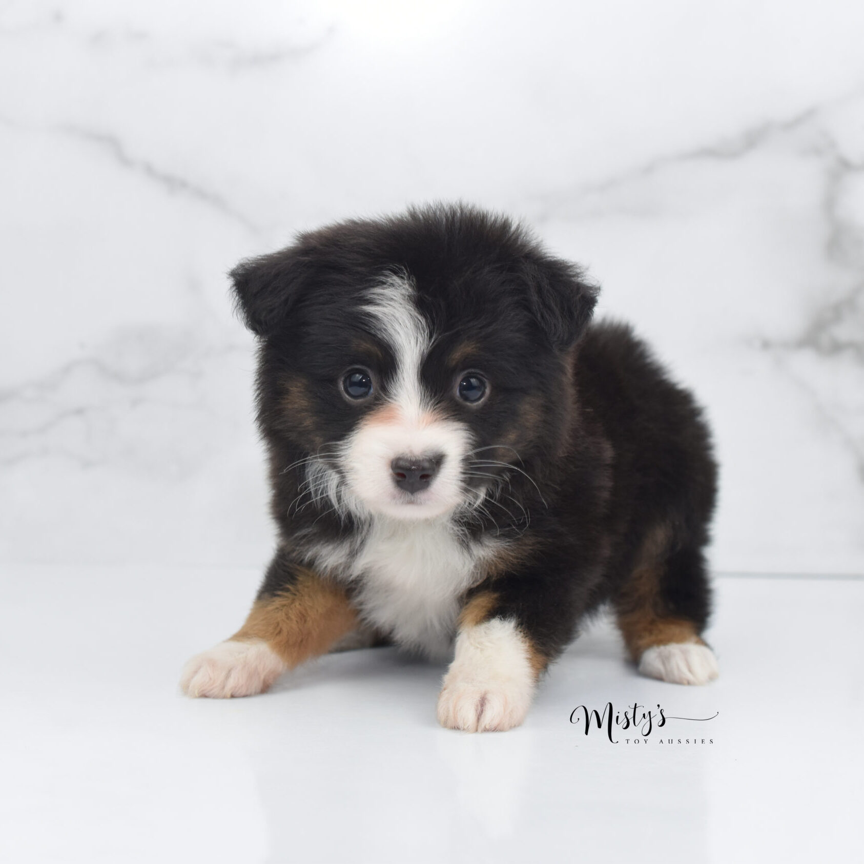 Mini / Toy Australian Shepherd Puppy Bandi