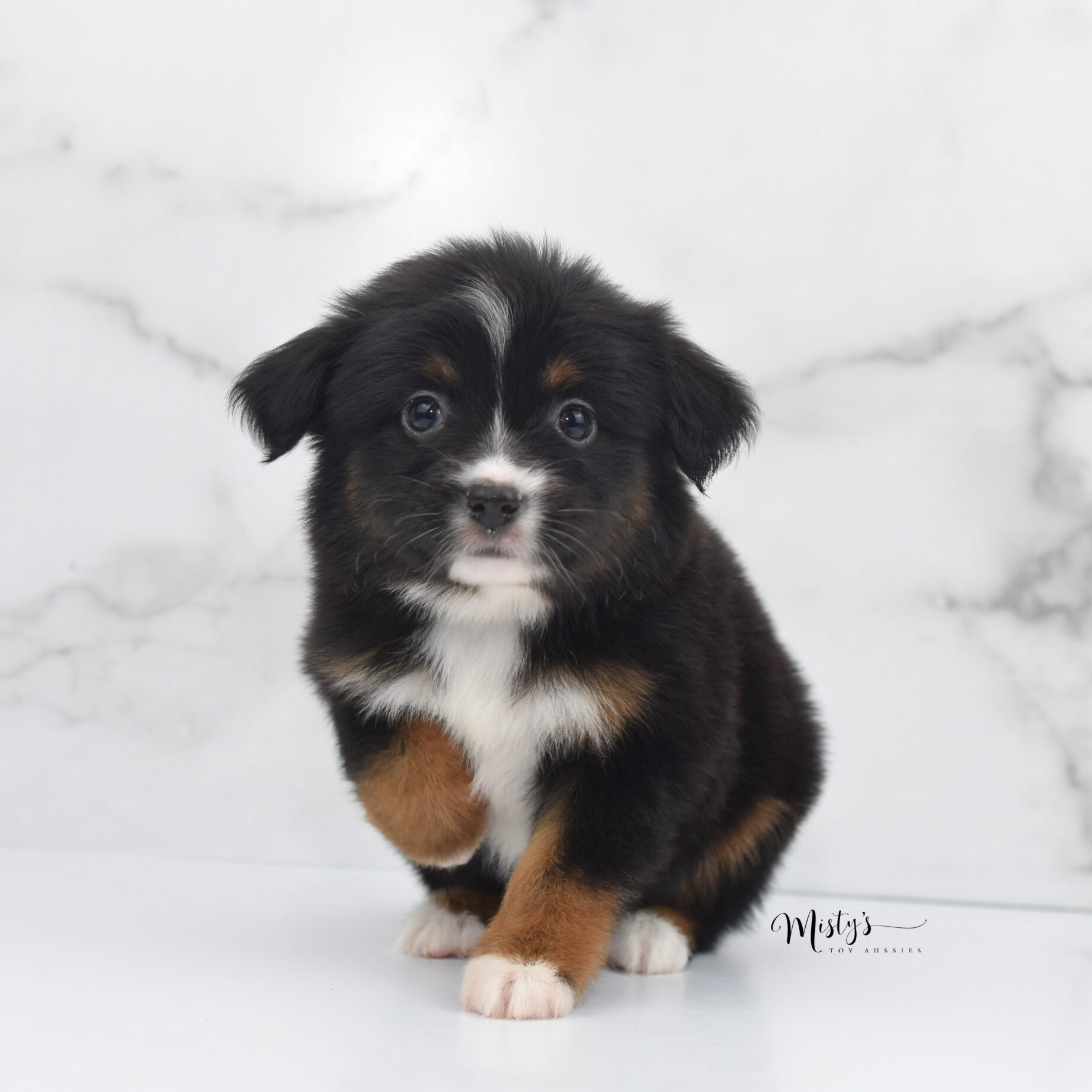 Mini / Toy Australian Shepherd Puppy Cherish