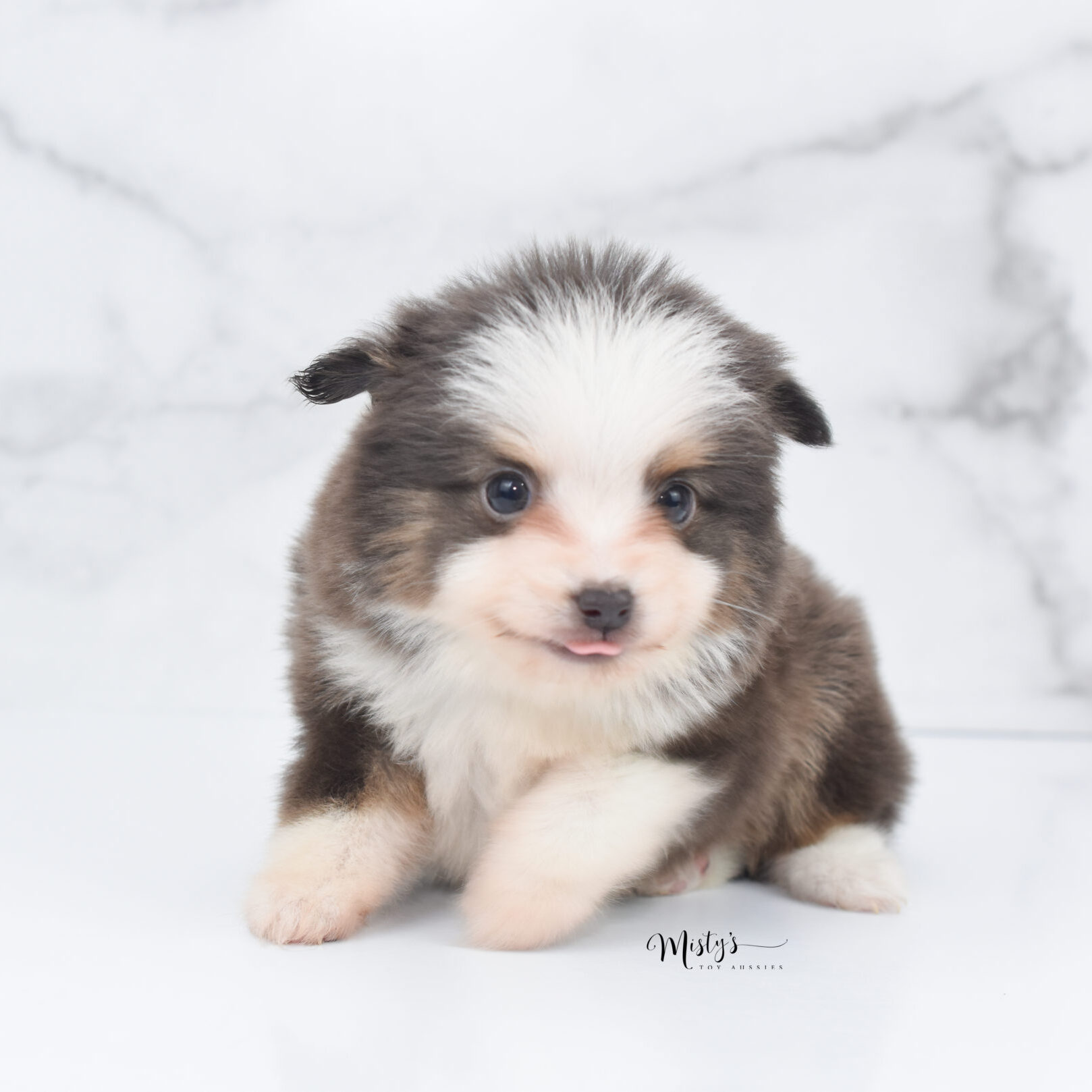 Toy:Mini Australian Shepherd Puppies Aussie 7 Weeks Ernie 06