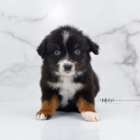 Mini / Toy Australian Shepherd Puppy Ocean