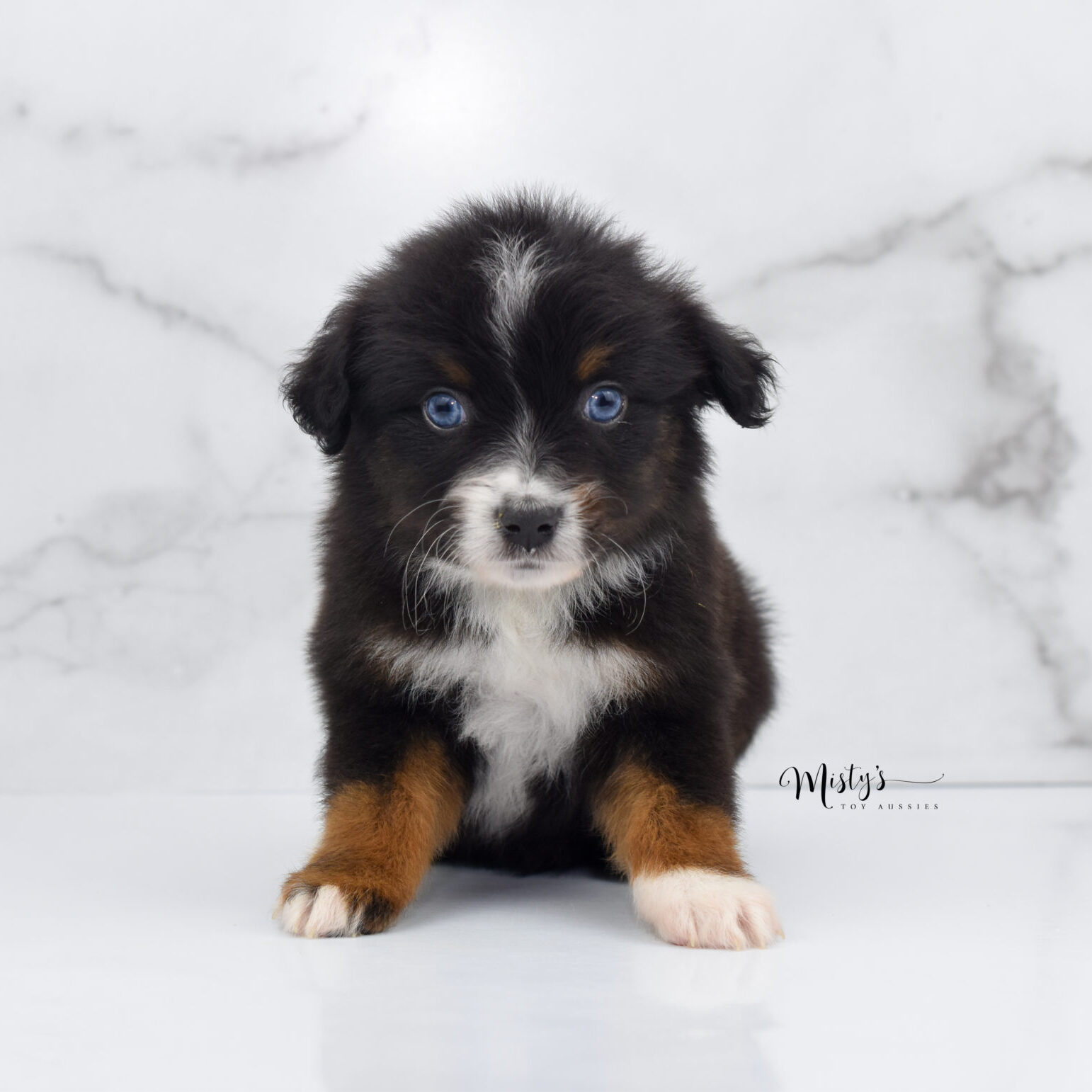 Mini / Toy Australian Shepherd Puppy Ocean