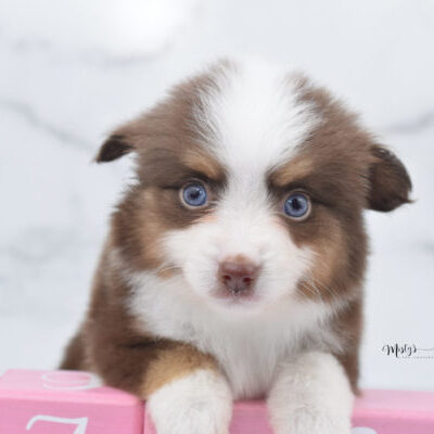 Toy:Mini Australian Shepherd Puppies Aussie 7 Weeks Rosy 32