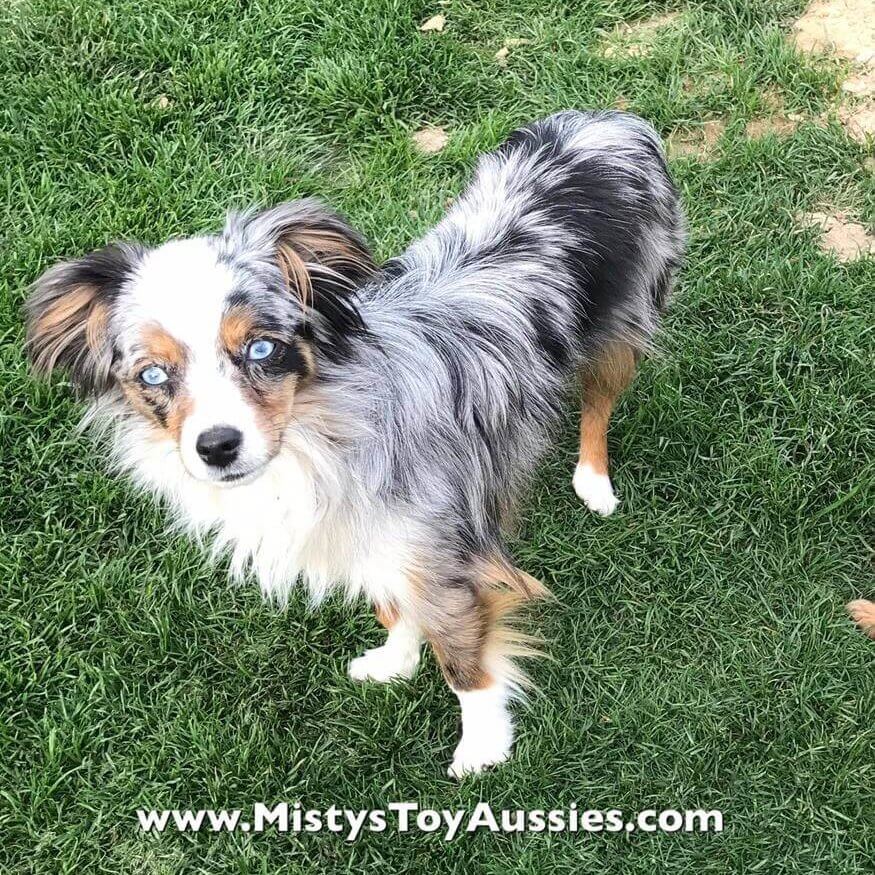 55+ Toy Australian Shepherd Pictures - l2sanpiero