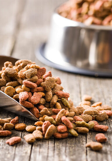 dog food 732x549 thumbnail 732x549 1