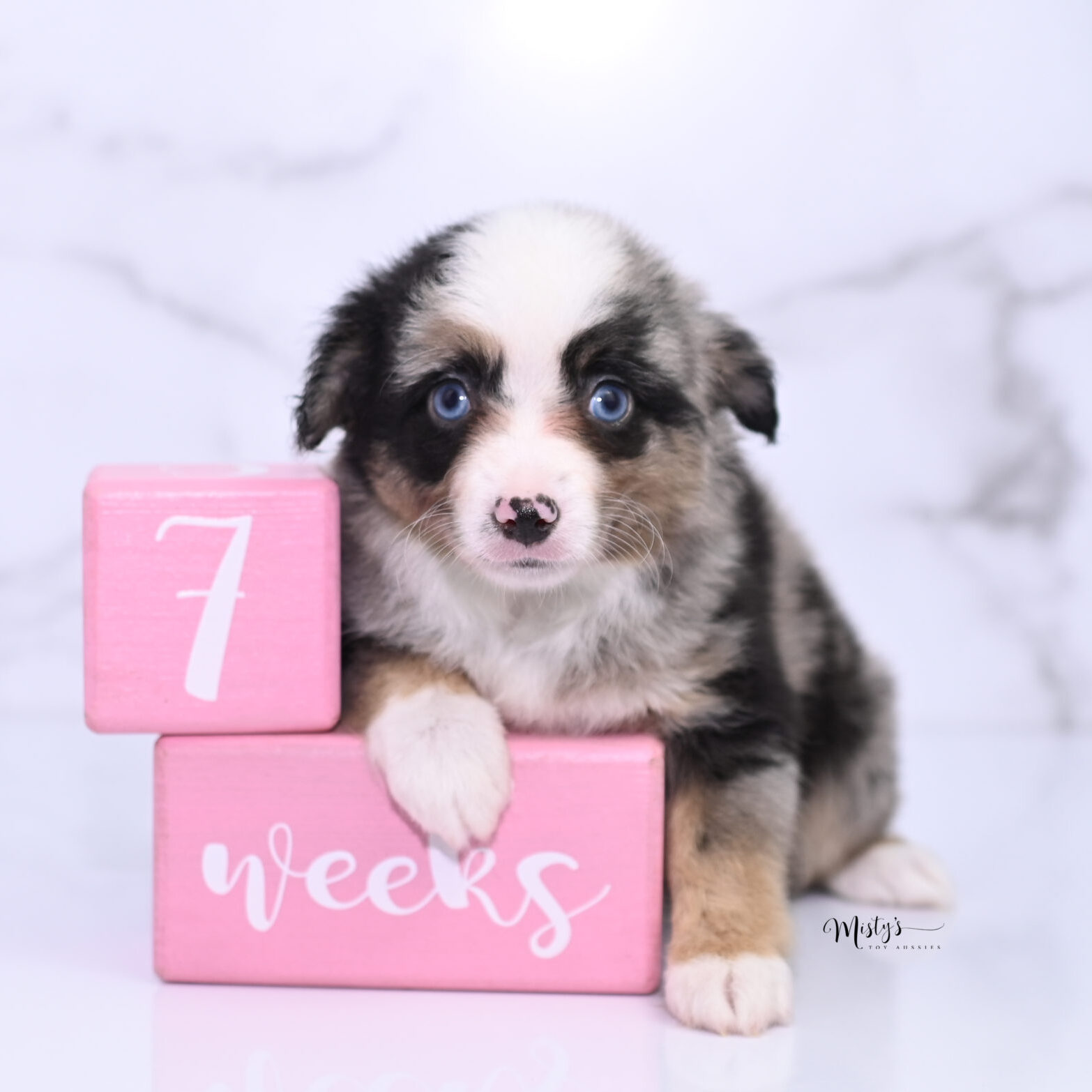 Mistys Toy Aussies Puppies Bandy 7 Weeks02