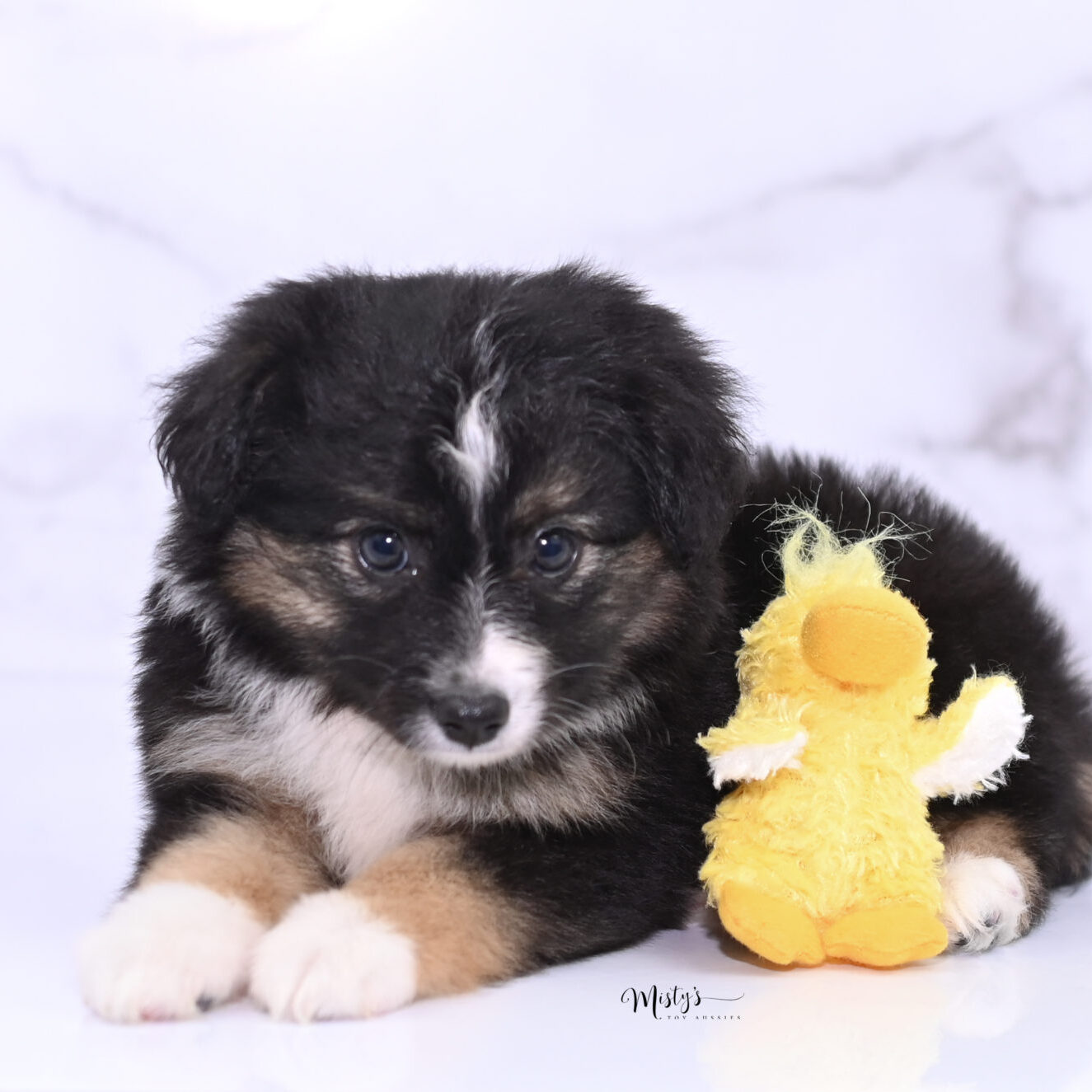 Mistys Toy Aussies Puppies Bettie 7 Weeks03