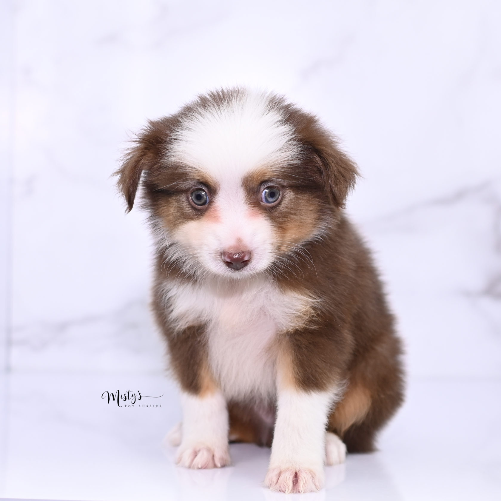 Mistys Toy Aussies Puppies Brody 7 Weeks452