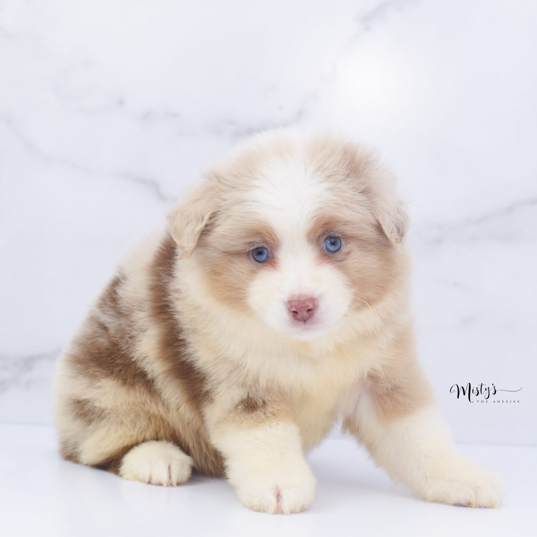 Mini / Toy Australian Shepherd Puppy Cinder