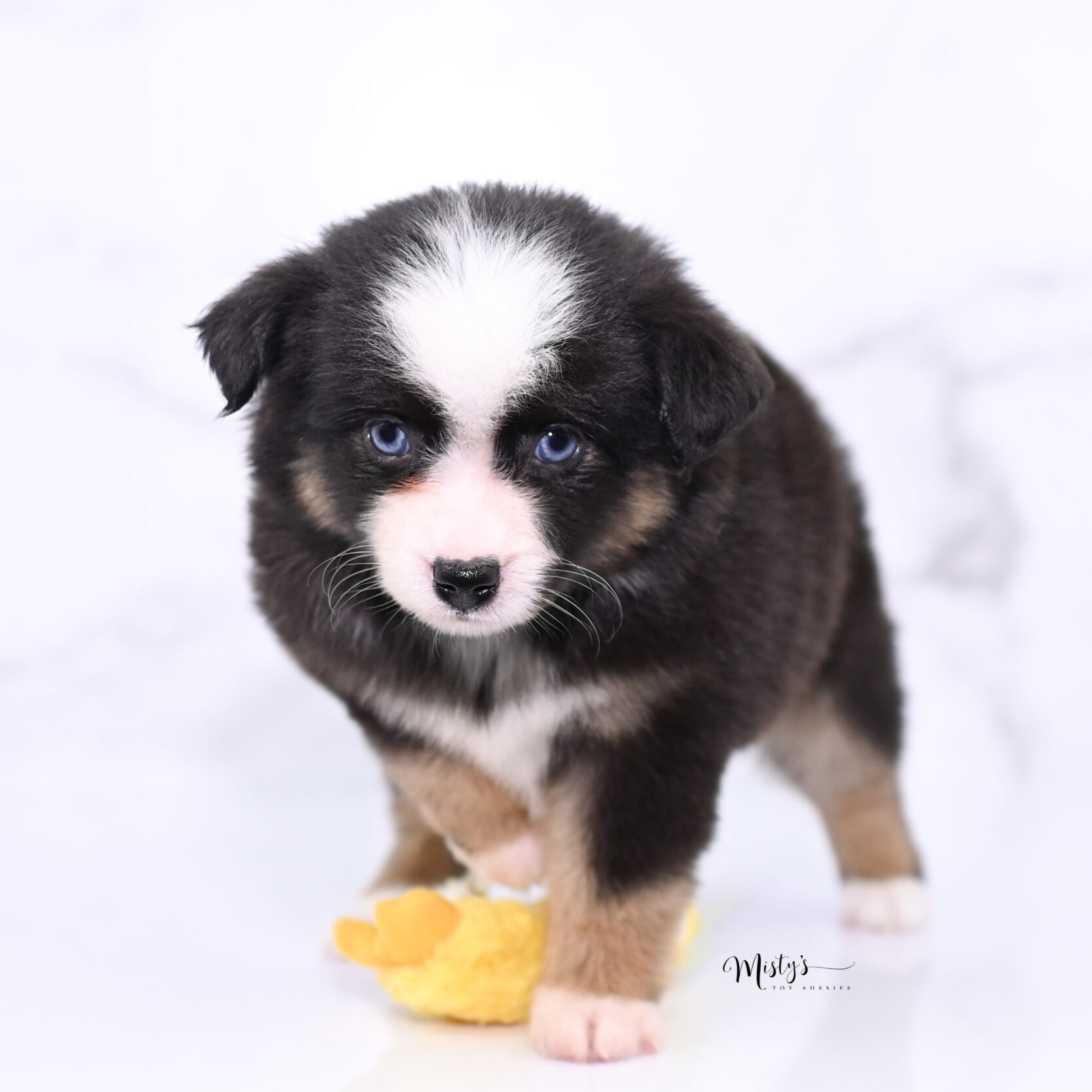 Mistys Toy Aussies Puppies Cubby 7 Weeks768