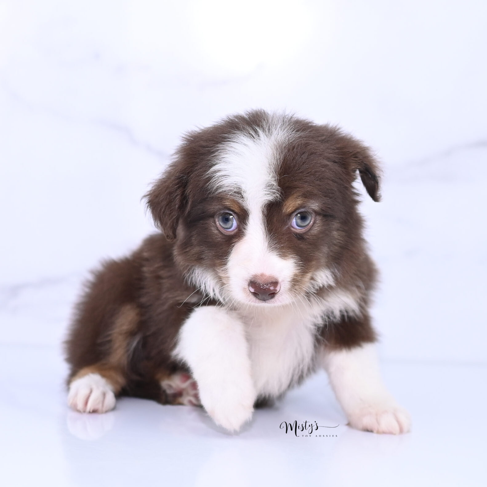 Mistys Toy Aussies Puppies Feira 7 Weeks998