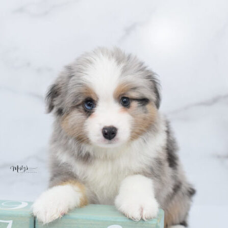 Mini / Toy Australian Shepherd Puppy Fletch