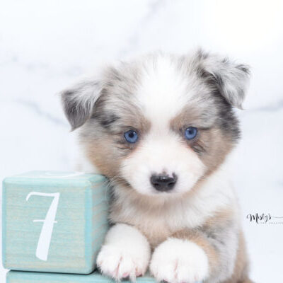 Mini / Toy Australian Shepherd Puppy Growler