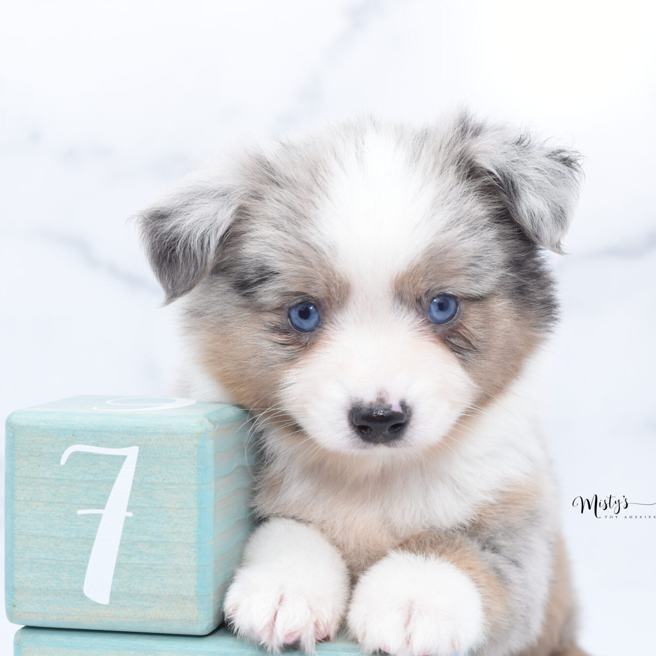 Mini / Toy Australian Shepherd Puppy Growler