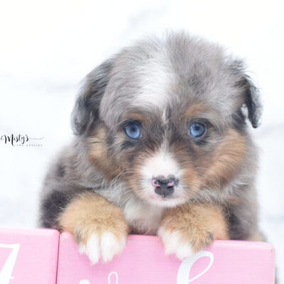 Mini / Toy Australian Shepherd Puppy Guinness