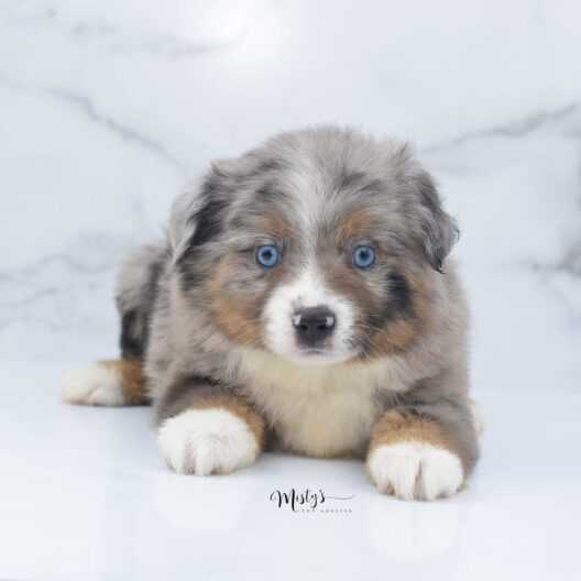 Mini / Toy Australian Shepherd Puppy Homie