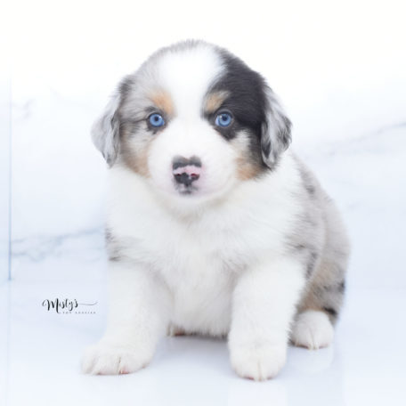 Mistys Toy Aussies Puppies Jigsaw 6.5 Weeks42 Mistys Toy Aussies Puppies Jigsaw 6.5 Weeks42