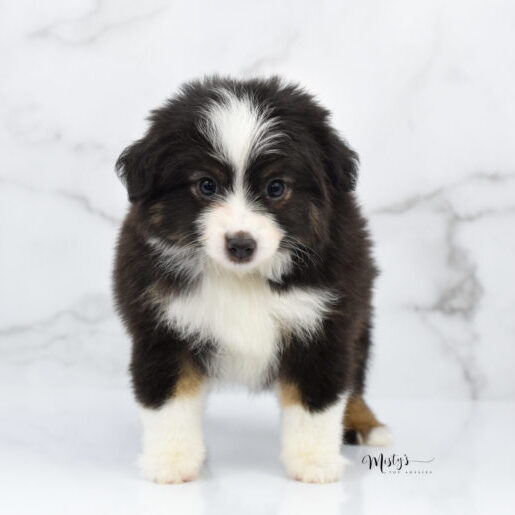 Mini / Toy Australian Shepherd Puppy Nuggie