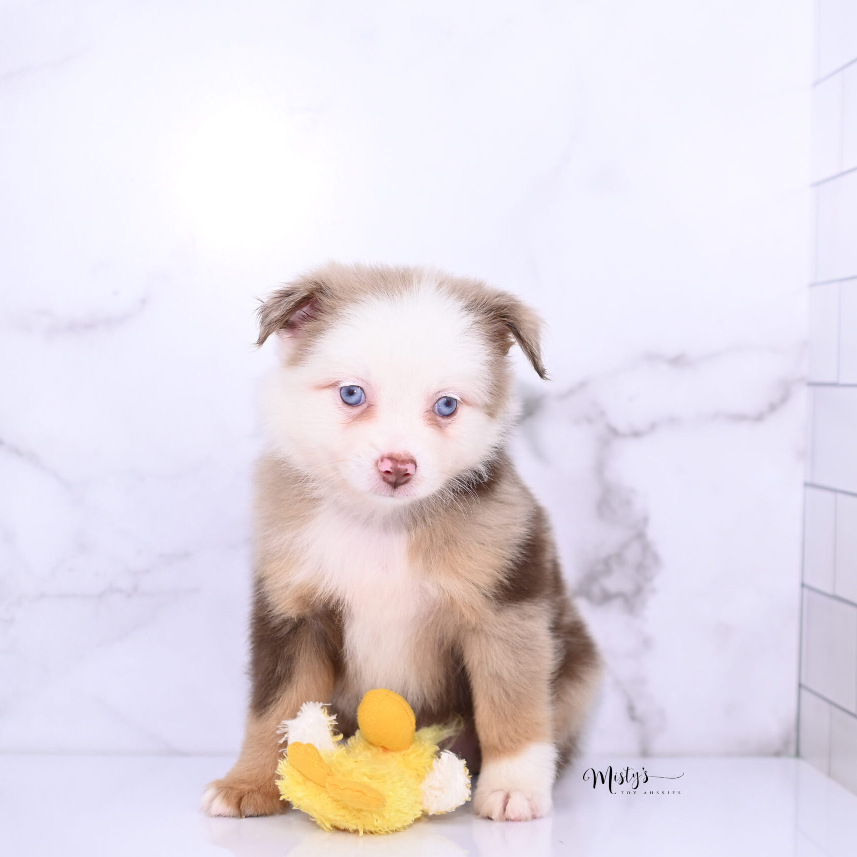 Mistys Toy Aussies Puppies Patchy 7 Weeks109