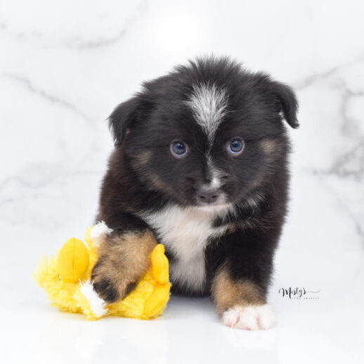 Mistys Toy Aussies Puppies Ribbit 7weeks 21