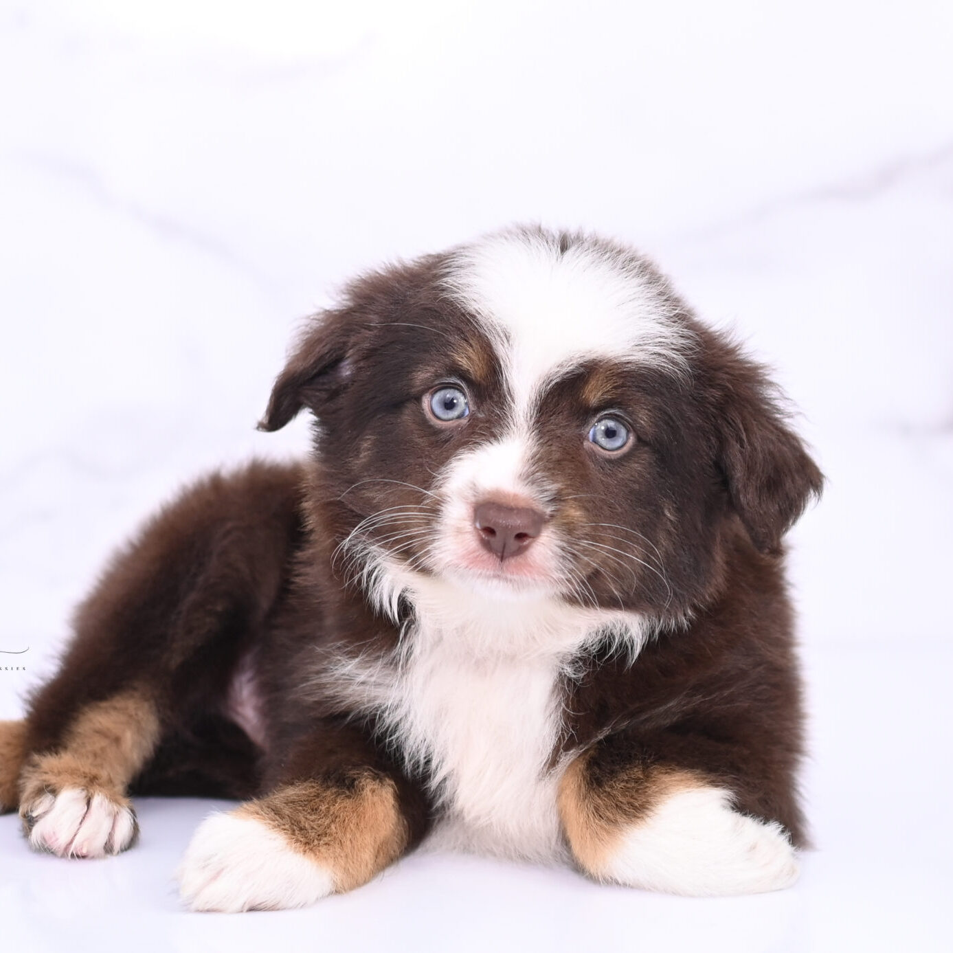 Mistys Toy Aussies Puppies Suede 7 Weeks245