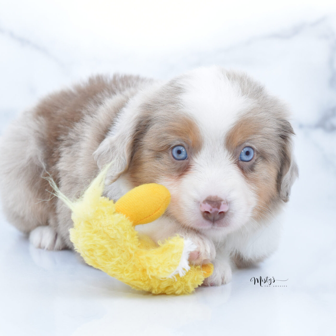 Mistys Toy Aussies Puppies Test 6.5 Weeks53