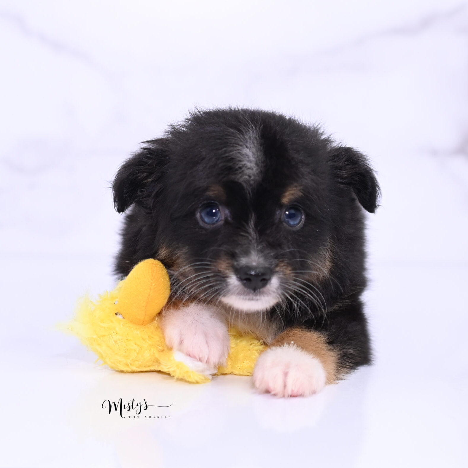 Mistys Toy Aussies Puppies Toasty 7 Weeks33