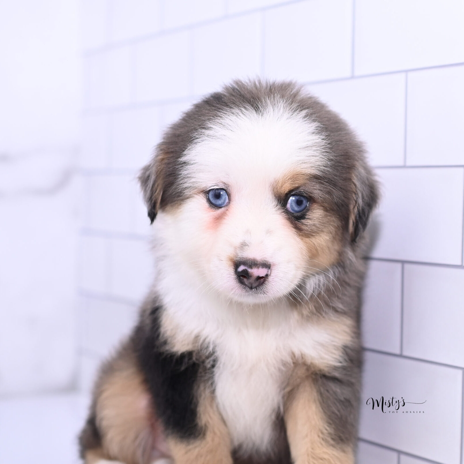 Mistys Toy Aussies Puppies Toffee 7 Weeks414