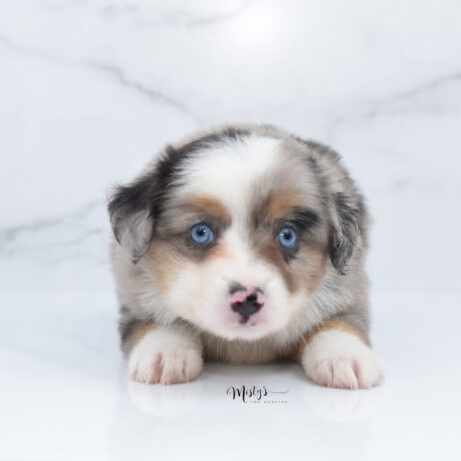 Mistys Toy Aussies Puppies Whimsy 6.5 Weeks04