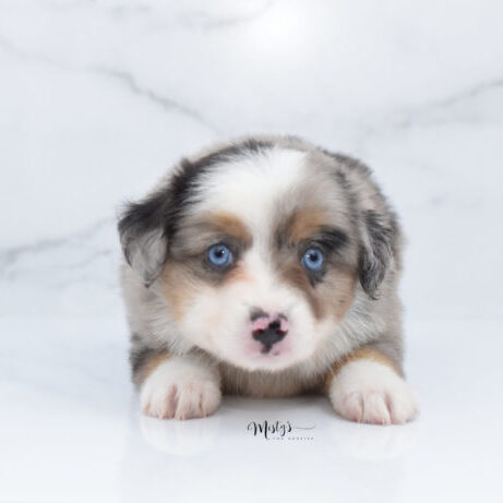 Mistys Toy Aussies Puppies Whimsy 6.5 Weeks04 Mistys Toy Aussies Puppies Whimsy 6.5 Weeks04