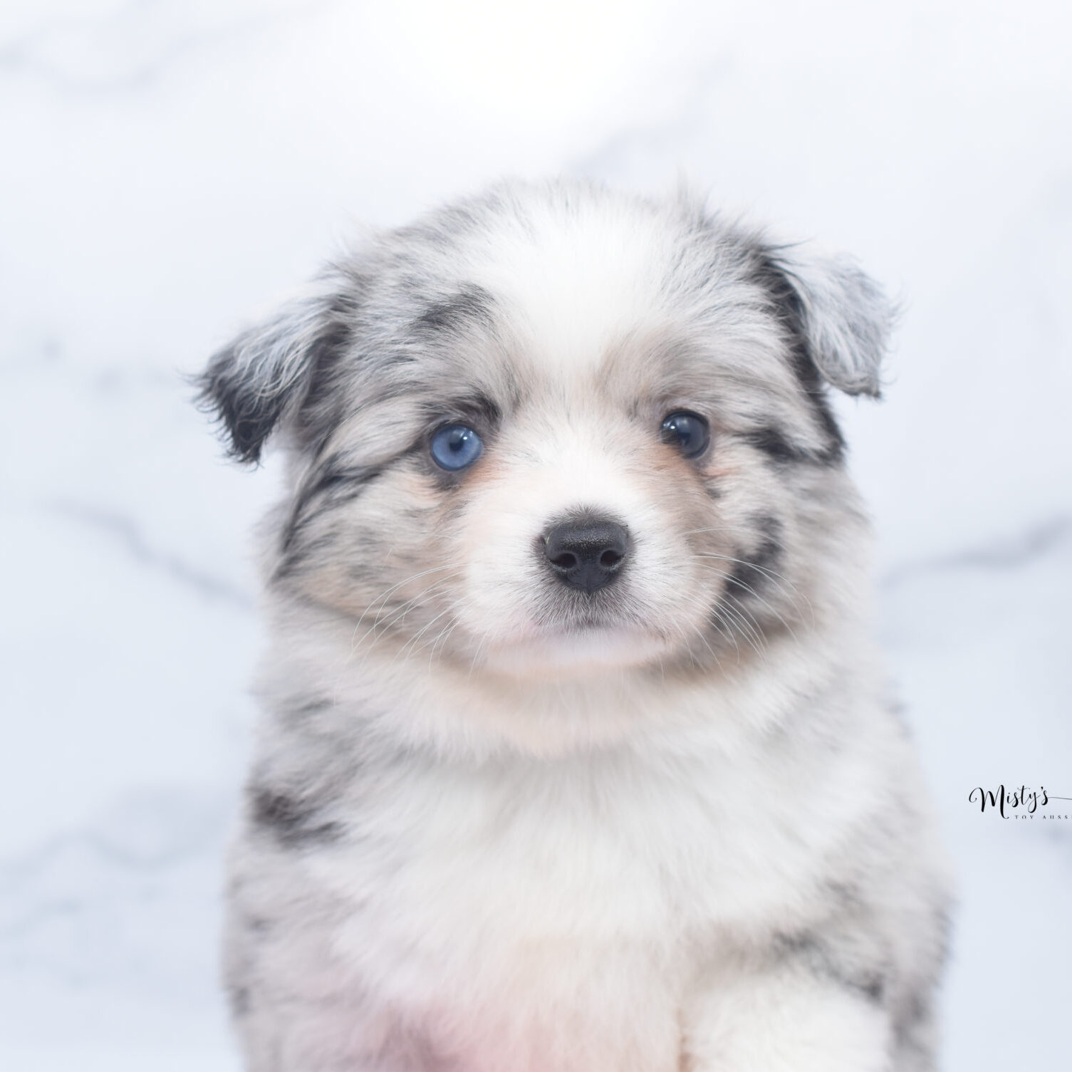 Mini / Toy Australian Shepherd Puppy Zelly