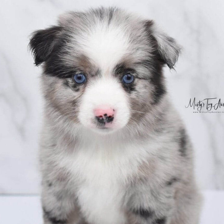 mistys-toy-aussies-toy-austrailian-shepherd-puppy-maizey-posing Mini / Toy Australian Shepherd Puppy - Maizey - Posing