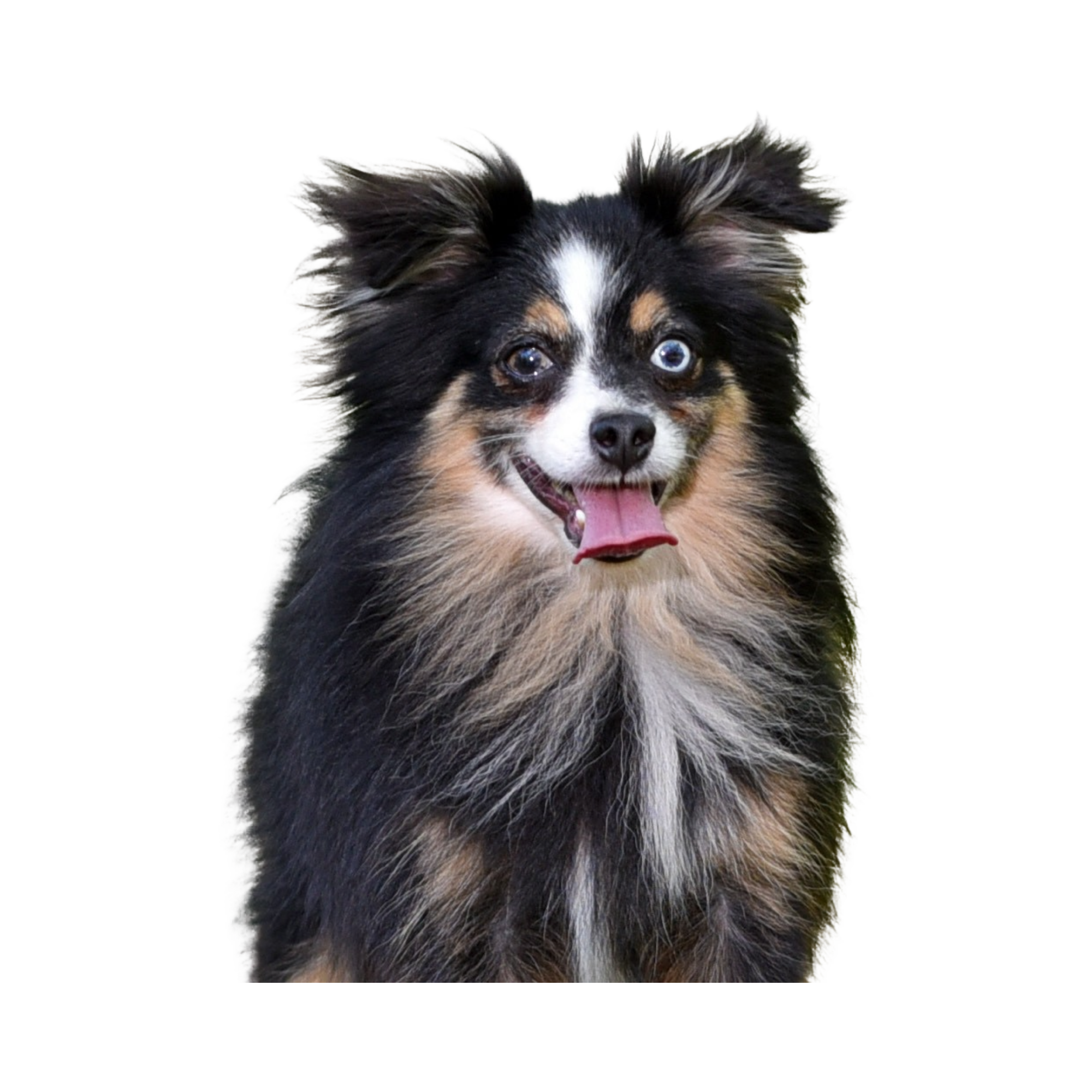 Mistys Toy Aussies Web Dog Bamboo