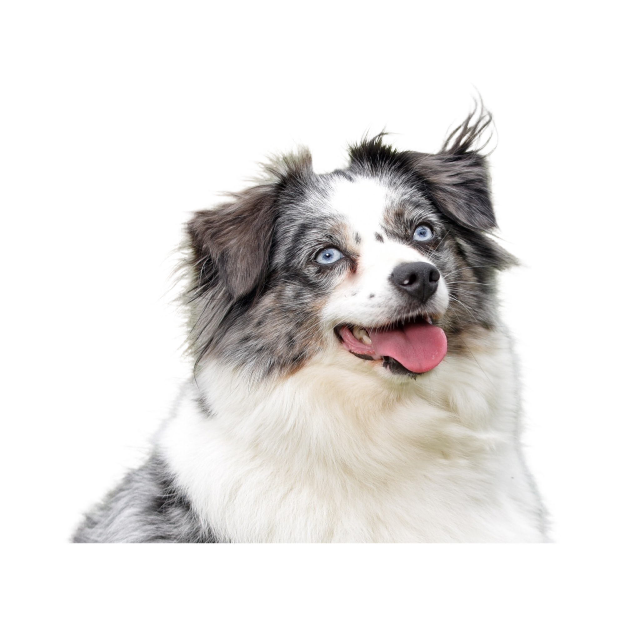 Mistys Toy Aussies Web Dog Diamonds