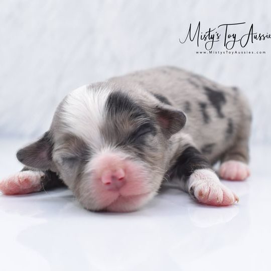 Mini / Toy Australian Shepherd Puppy ESI Mini / Toy Australian Shepherd Puppy ESI