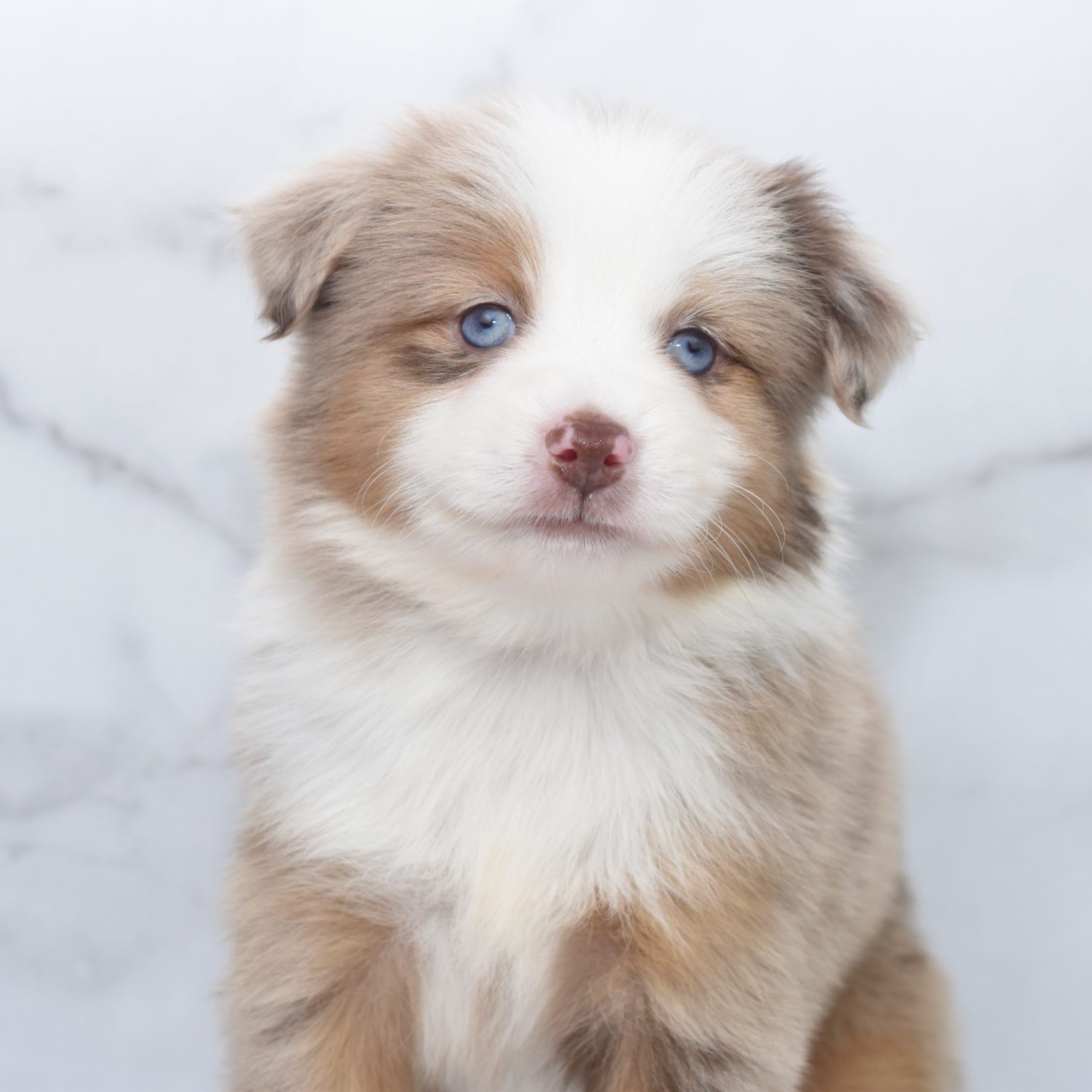 Mini / Toy Australian Shepherd Puppy Mack Mini / Toy Australian Shepherd Puppy Mack
