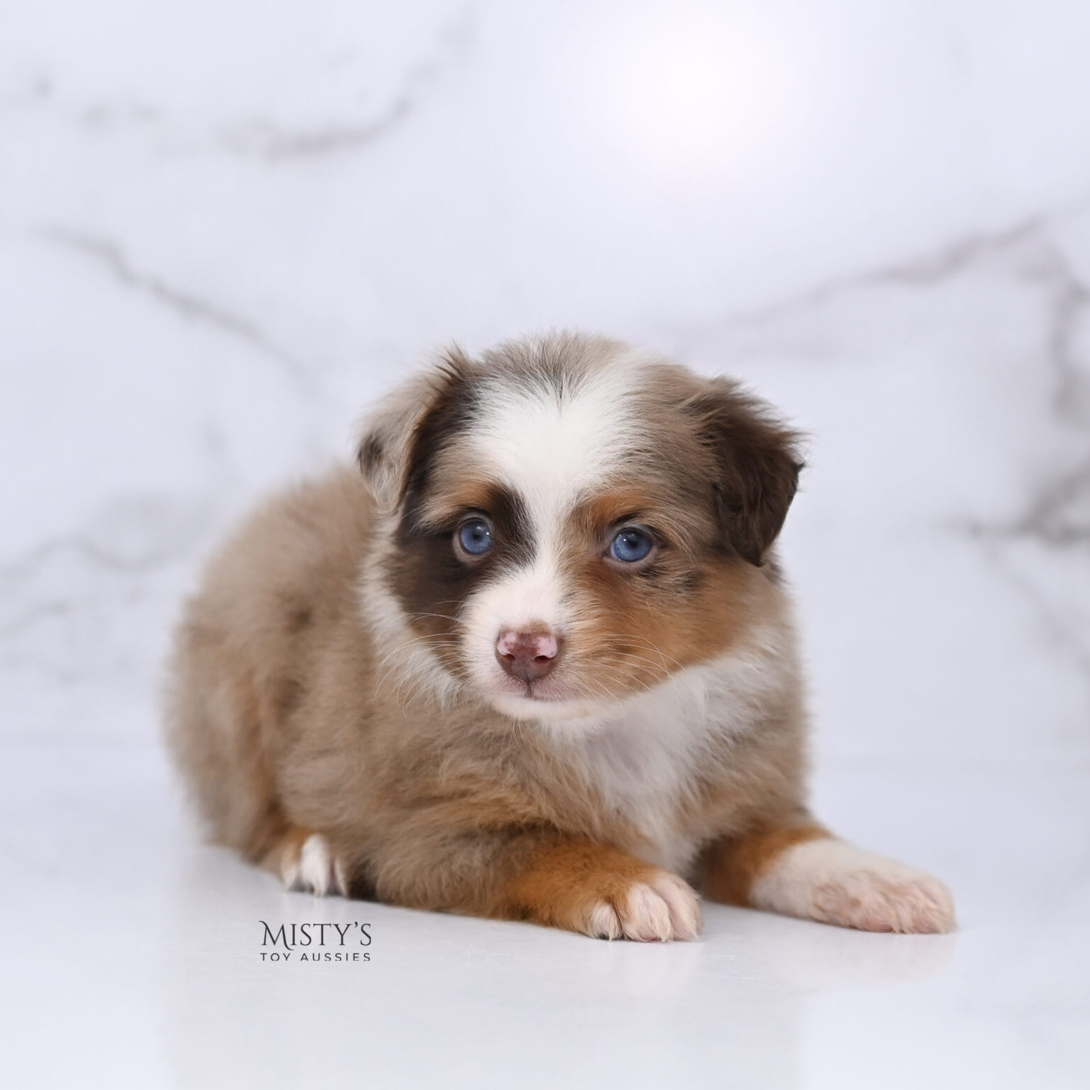 Mini / Toy Australian Shepherd Red Merle Puppy Atomic