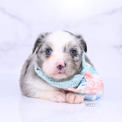 Mistys Toy Aussies Web Puppies Avalou 4 Weeks429