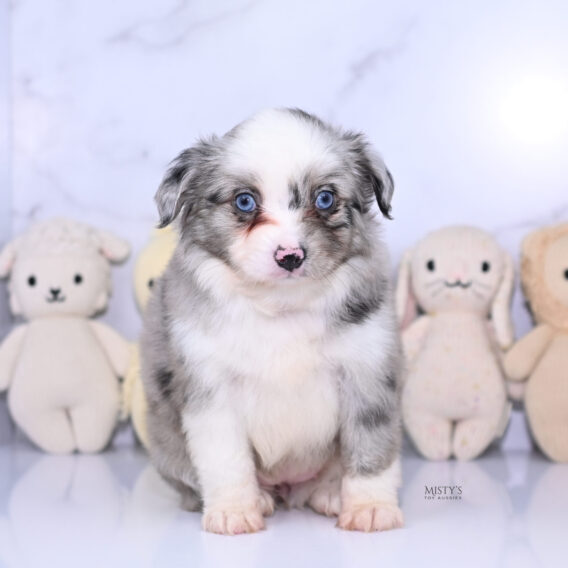 Mistys Toy Aussies Web Puppies Avalou 6 Weeks545