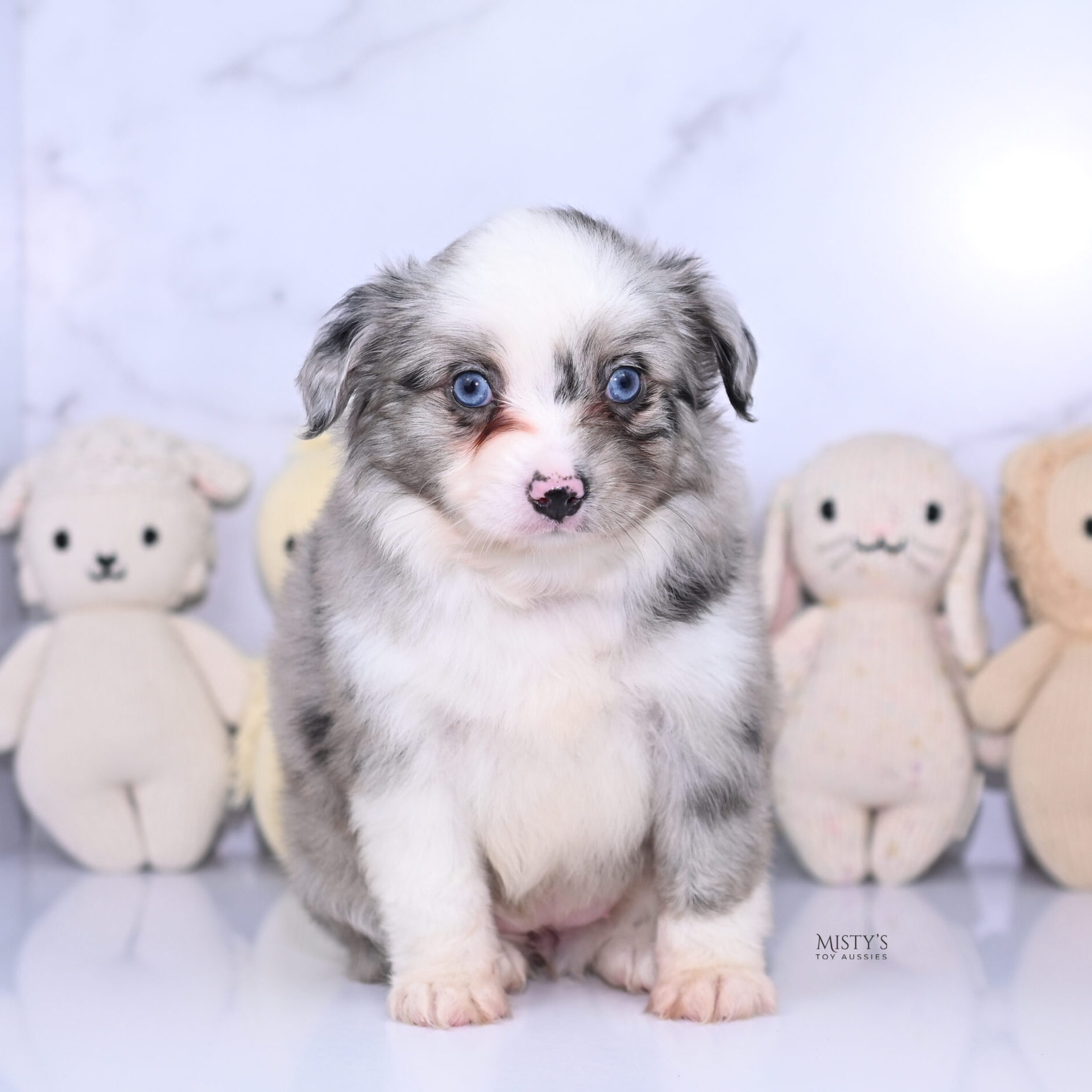Mistys Toy Aussies Web Puppies Avalou 6 Weeks545
