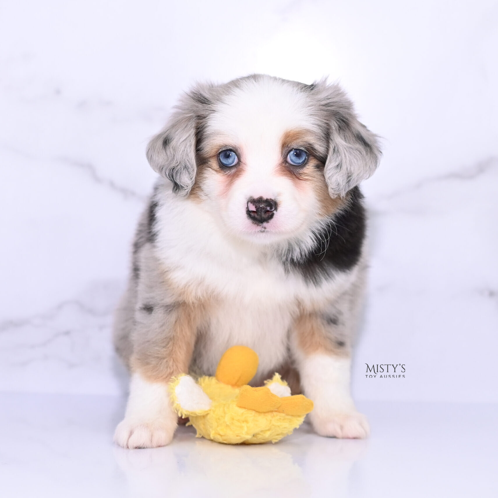 Mini / Toy Australian Shepherd Puppy Babka