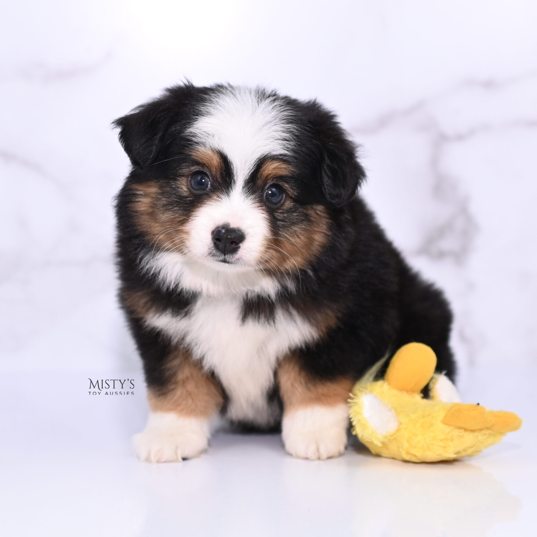 Mini / Toy Australian Shepherd Puppy Bali