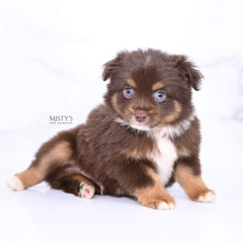 Mini / Toy Australian Shepherd Puppy Blaze