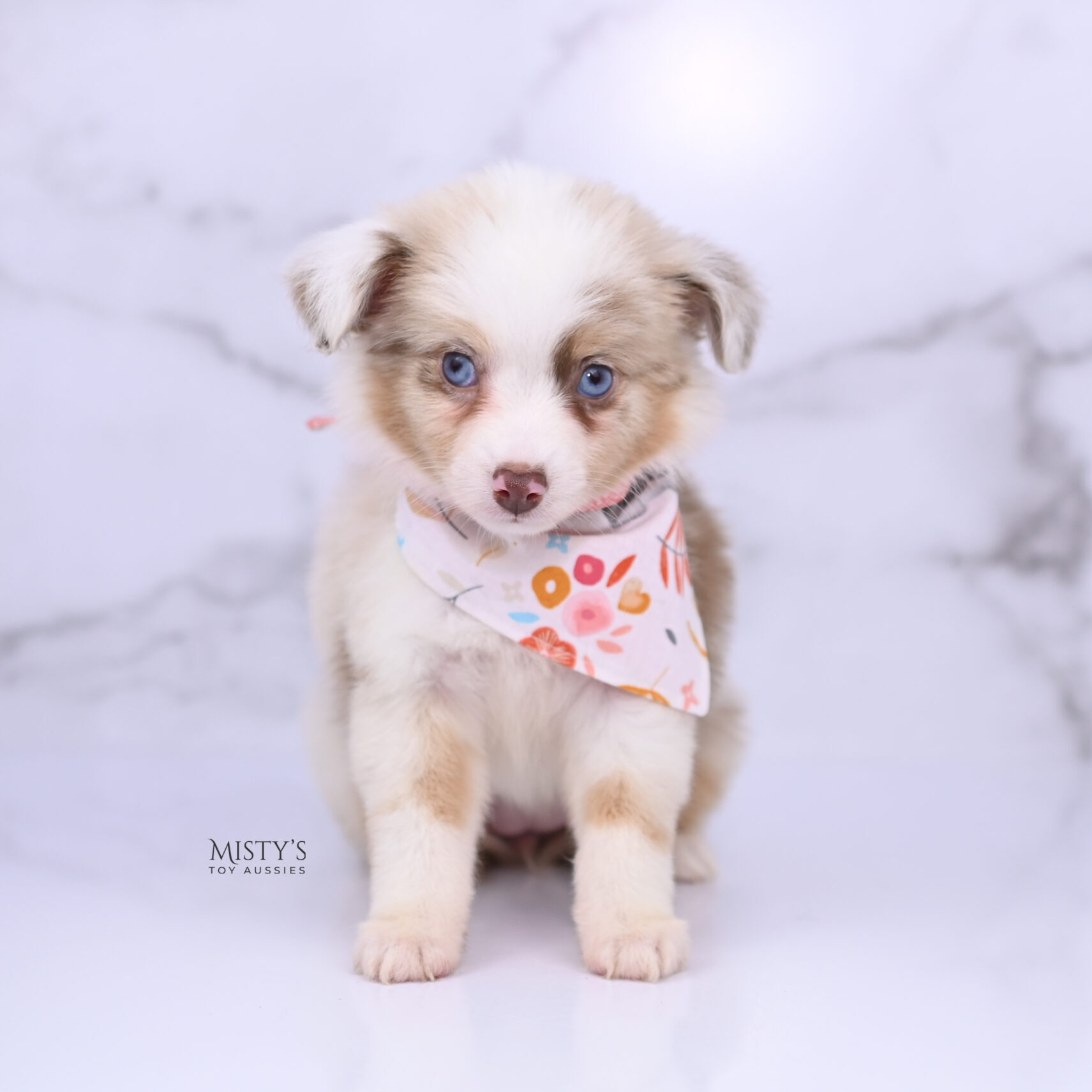 Mini / Toy Australian Shepherd Red Merle Puppy Blooma - 7 Weeks