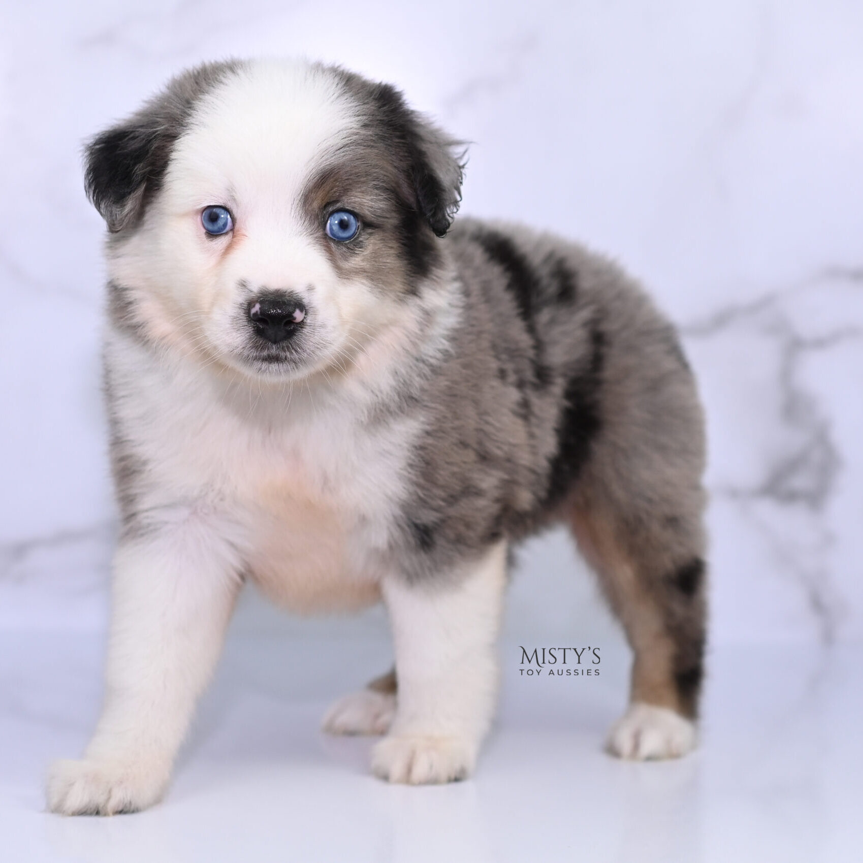 Mini / Toy Australian Shepherd Puppy Bluesy